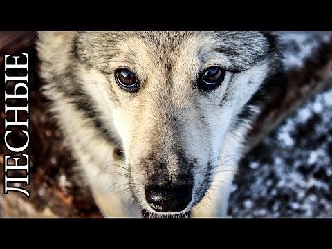 Видео: ЗИМОВЬЕ В ТАЙГЕ |  охота на дичь, жизнь, баня и тайга, топоры | Primitive Log Cabin in the Forest