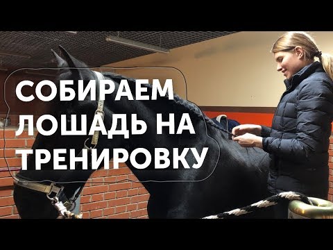 Видео: Собираем лошадь на тренировку в манеже / Ната Кони