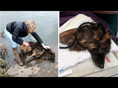 Видео: Собаку призязали к камню и бросили в реку...