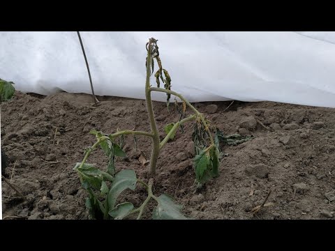 Видео: Что делать ,если ТОМАТЫ 🍅 подмерзли ?