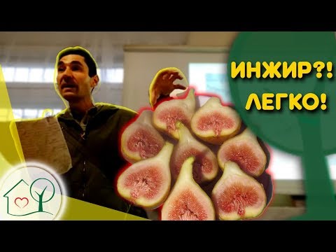 Видео: 1. Инжир 🍐- выращивание, посадка, ☂ укрытие, сорта. Экзоты Н.Николаев