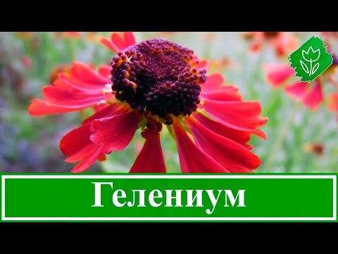 Видео: Цветы гелениум – посадка и уход; выращивание гелениума из семян; гелениум осенний