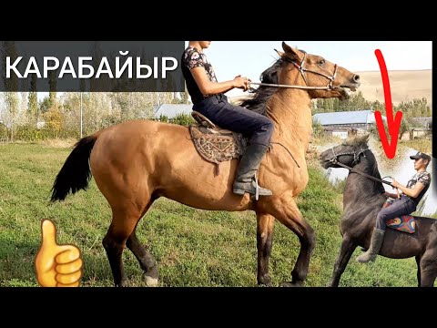 Видео: ТАЛАШ БОЛУП САТЫЛЫП КЕТТИ🐎Дерский улактын КАРАБАЙЫР АТТАРЫ👍 АНГЛИЧАН ЖЫЛКЫСЫ