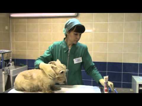 Видео: Как правильно чистить зубы собаке дома