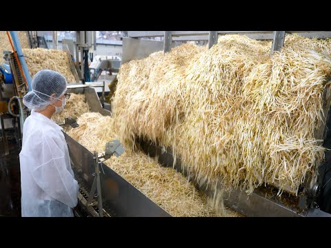 Видео: Процесс массового производства бобовых ростков и нарезанных овощей. Крупнейшая овощная фабрика.