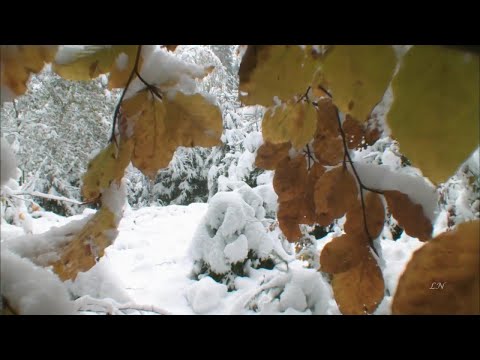 Видео: С. Рахманинов - Элегия - S. Rachmaninoff  - Elegie op.3 No.1