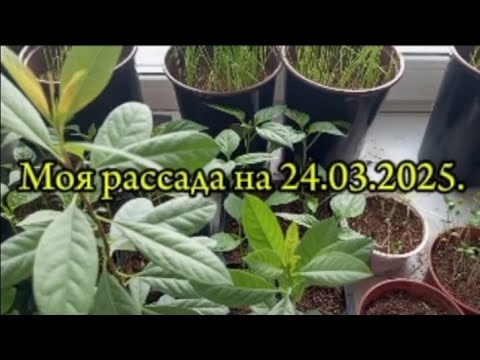 Видео: Обзор рассады на 24.04.2025.