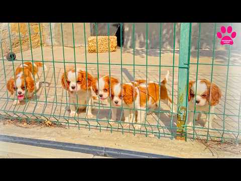 Видео: Щенки без хозяев! Хотят домой! Огненные Кавалер Кинг Чарльз Спаниели.