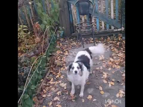 Видео: 2 ноября 2025 г.