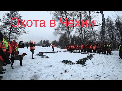 Видео: Загонная охота в Чехии / Дорога / Посиделки перед охотой Часть-1