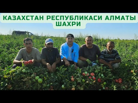 Видео: КАЗАХСТАН РЕСПУБЛИКАСИ АЛМАТЫ ШАХРИГА ТАШРИФ.