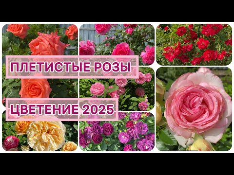 Видео: ПЛЕТИСТЫЕ РОЗЫ. ЦВЕТЕНИЕ 2025 г. (Урал, 2-3 зона)  Достижения и неудачи при выращивании роз.