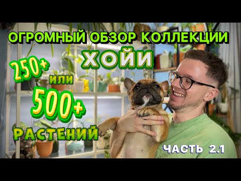 Видео: ОГРОМНЫЙ ОБЗОР КОЛЛЕКЦИИ часть 2.1 | 500 растений | ХОЙИ | пересадка