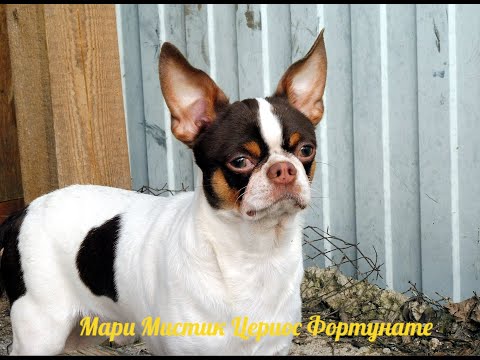 Видео: Чихуахуа щенки ВОЗВРАТУ НЕ ПОДЛЕЖАТ / купить щенка чихуа в питомнике Мари Мистик / Марина Белкина