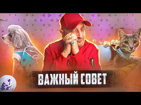 Видео: Это должен знать каждый владелец домашнего животного!