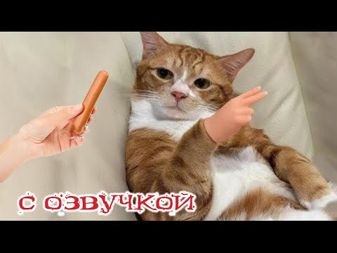 Видео: Приколы с котами! Самые смешные животные! - С ОЗВУЧКОЙ! Смешные коты и собаки!  - УГАР