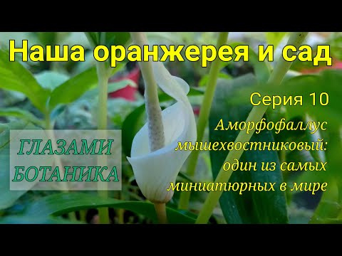 Видео: Наша оранжерея и сад — Серия 10 — Аморфофаллус мышехвостниковый: один из самых миниатюрных в мире