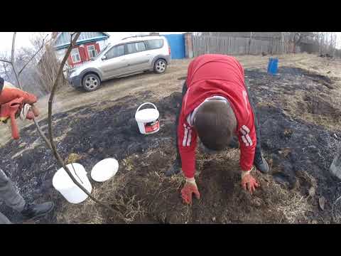 Видео: Липа - КОРОЛЕВА медоносов! Посади дерево! Сделай добро!