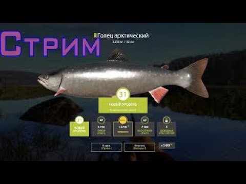 Видео: Русская рыбалка 4🎣🎏🦈ВСЕМ ПРИВЕТ И УДАЧНОГО КЛЁВА!!!!!!!!!!!