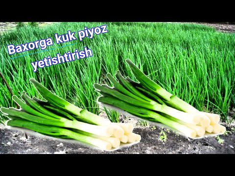 Видео: Бахорга кук пиёз етиштириш учун кузда уругини экиш  Baxorga ko'k piyoz ekish siri