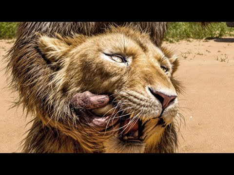 Видео: У Львов Появился Новый Хищник, с Которым Они не Могут Справиться