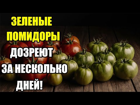 Видео: ЗЕЛЕНЫЕ ПОМИДОРЫ ДОЗРЕЮТ МОЛНИЕНОСНО! ПРОВЕРЕННЫЙ СПОСОБ