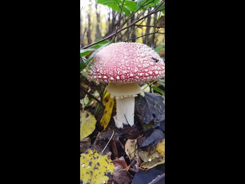 Видео: рядовка опеньок мухомор