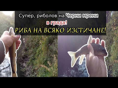 Видео: РИБА на ВСЯКО изтичане! РИБОЛОВ НА ЧЕРНА МРЯНА! (клен, кротушка) FISHING for MEDITERREN BARBEL!