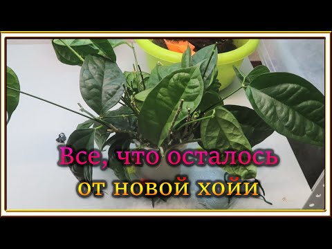 Видео: Реанимашки и пересадки/Хойя Лакуноза,Fillura,Бегония Stautdii, Пеперомия Green Bubble, Леканоптерис