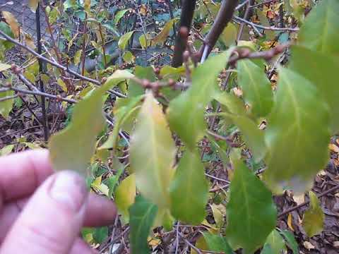 Видео: ВКРИТИ КУЩІ ГУМІ ВІД МОРОЗІВ