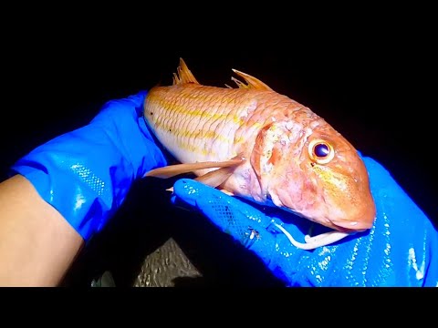 Видео: Гигантская красная кефаль в жаберной сети — окунь, кефаль, морской окунь, коммерческая рыбалка в ...