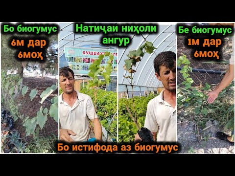 Видео: Натиҷаи афзоиши Нихоли ангур бо биогумус аз ширкати Eco Hayot. Шахри Хучанд. 