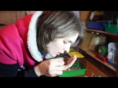 Видео: Спасение хомячка Лаки