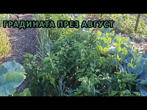 Видео: В градината ми без копане през август + какво ще посея през този месец / Tony's permaculture garden
