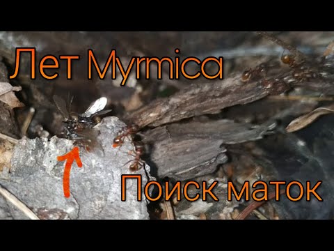 Видео: Долгожданный лет Myrmica sp.! Поиск маток!