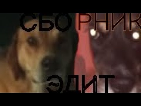 Видео: СБОРНИК ЭДИТОВ |смотри