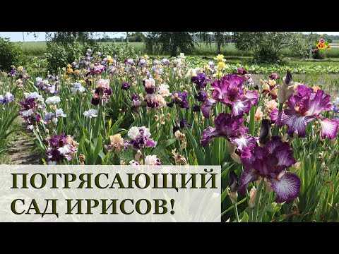 Видео: Cад ирисов / Лучшие сорта ирисов