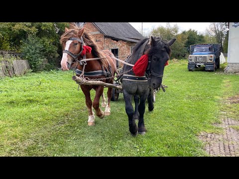 Видео: 🤯Перший урок пройшов 🥳успішно запрягли  🔥Челсі разом з реміром 💵 