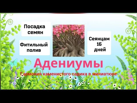 Видео: Адениумы.Посадка семян.Фитильный полив.