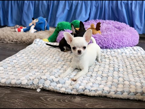 Видео: Щенки чихуахуа. Обзор семьи ЧИХУАХУА. Щенки чихуа с доставкой. Chihuahua, puppy Chihua, chivava