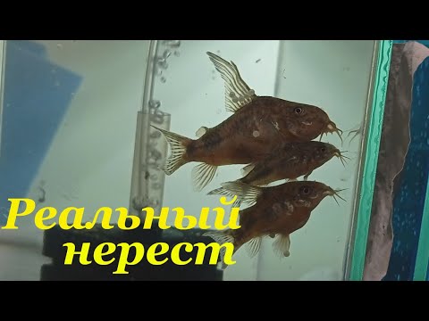 Видео: Крапчатый сомик нерест Нерест коридорасов Икра Мальки