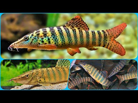 Видео: Боция Бердмора Тигровая Содержание в аквариуме Разведение и Совместимость с рыбками