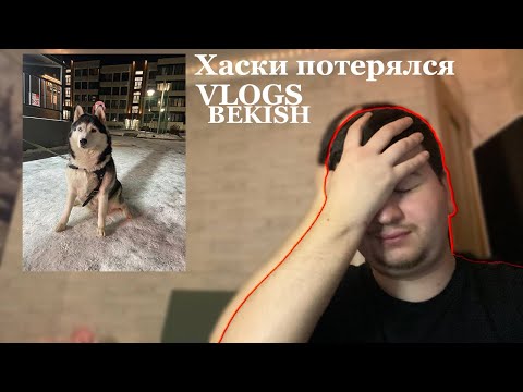 Видео: Хаски потерялся / Глухих