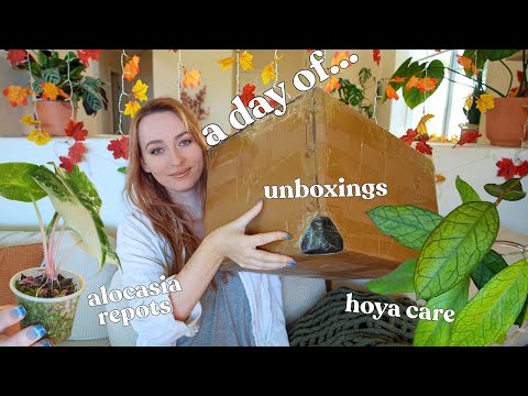 Видео: День растений! Захватывающие распаковки, пересадки хойи, уход за алоказией 🌿