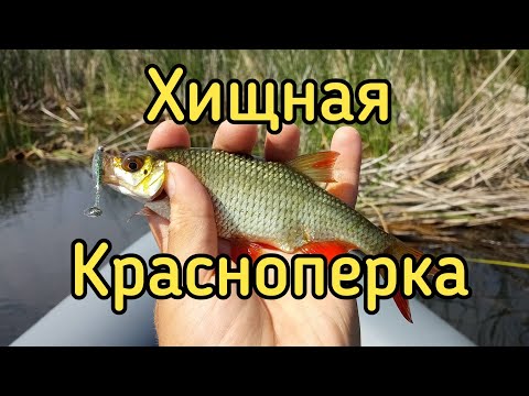 Видео: Хищная красноперка. Ловля красноперки на силиконовые приманки. Dayo Prestige CX-4 Bearking CMAN 500.