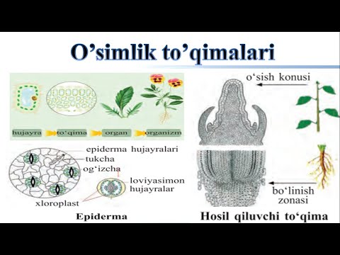 Видео: O'simlik to'qimalari 6 Biologiya 6-Mavzu / Усимлик тукималари 6 Биология