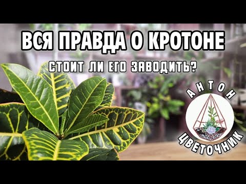 Видео: Вся правда о кротоне: стоит ли его заводить?