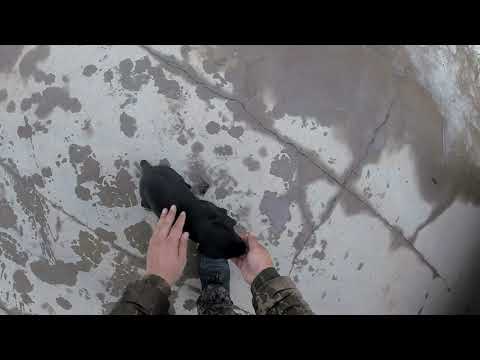 Видео: Курцхаар. 1 занятие