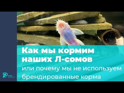 Видео: Как мы кормим наших Л сомов или почему мы не используем брендированные корма