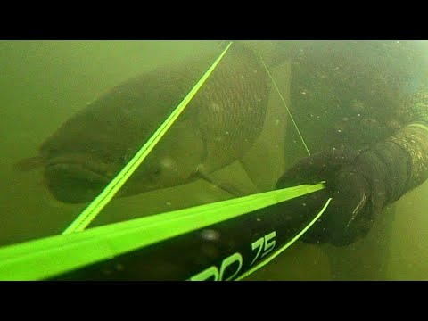 Видео: подводная охота на белого амура с арбалетом salvimar hero 75. маныч веселовское водохранилище